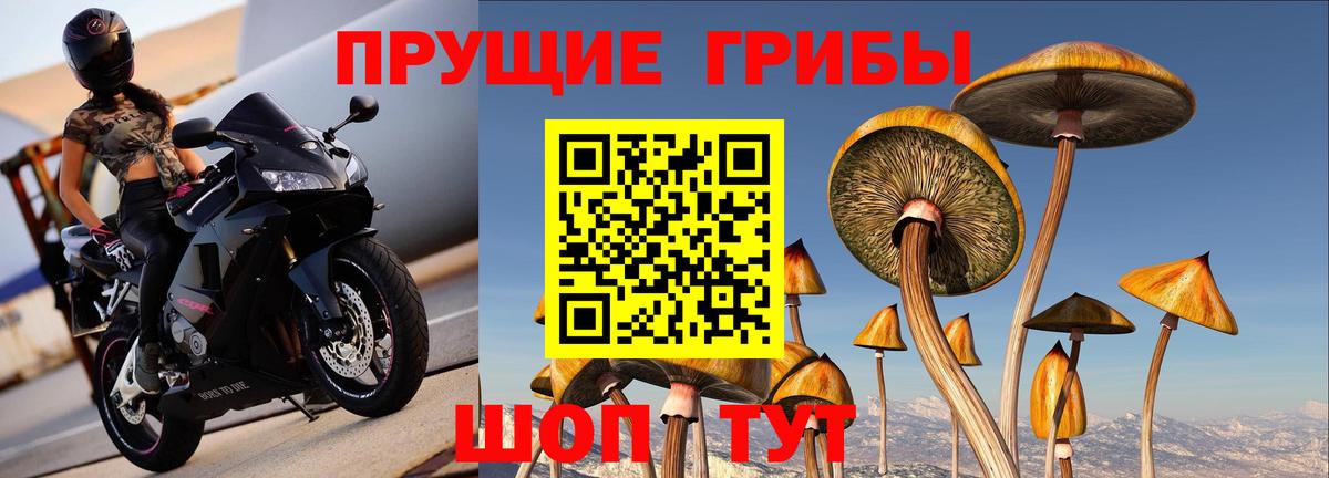 Псилоцибиновые грибы ЛСД  Вход с VPN  цена   Псилоцибиновые грибы GOLDEN TEACHER  Чебоксары 